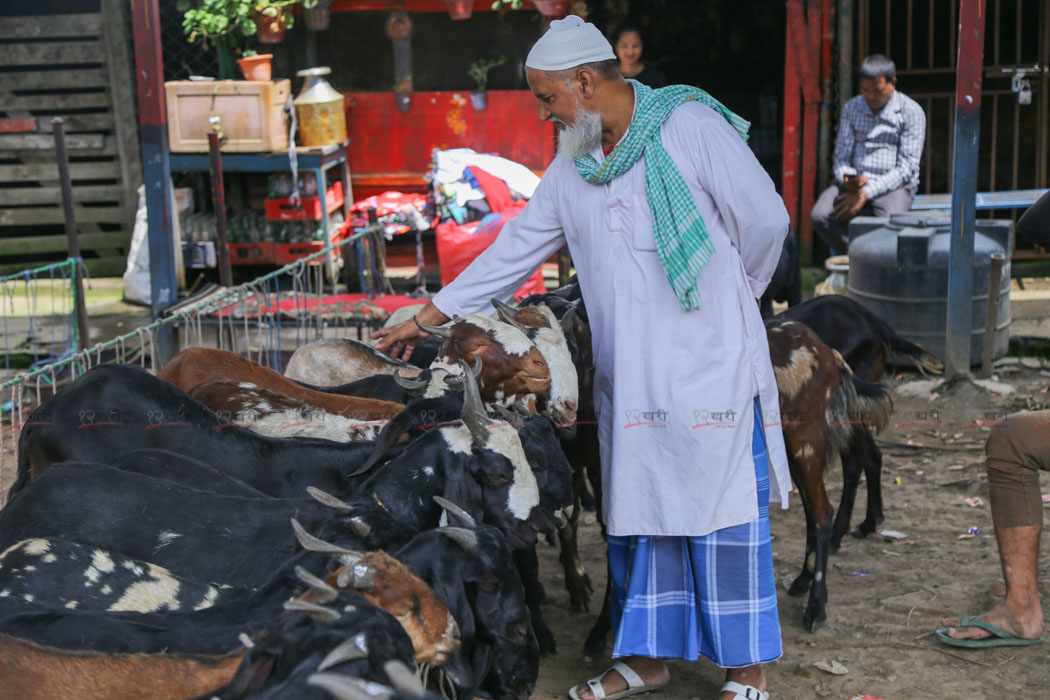 बकर इदको पूर्वसन्ध्यामा खसी बजारमा भिड (तस्बिरहरू)